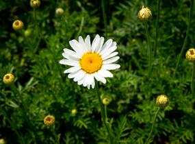 Rmen barvířský 'Alba' - Anthemis tinctoria 'Alba'
