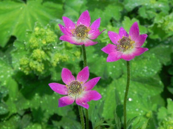 Sasanka rozeklaná 'Rubra' - Anemone multifida 'Rubra'