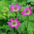 Sasanka rozeklaná 'Rubra' - Anemone multifida 'Rubra'