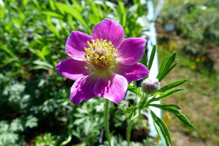 Sasanka rozeklaná 'Rubra' - Anemone multifida 'Rubra'