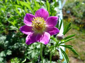 Sasanka rozeklaná 'Rubra' - Anemone multifida 'Rubra'