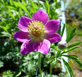 Sasanka rozeklaná 'Rubra' - Anemone multifida 'Rubra'