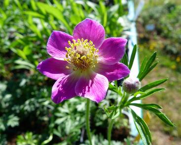 Sasanka rozeklaná 'Rubra'