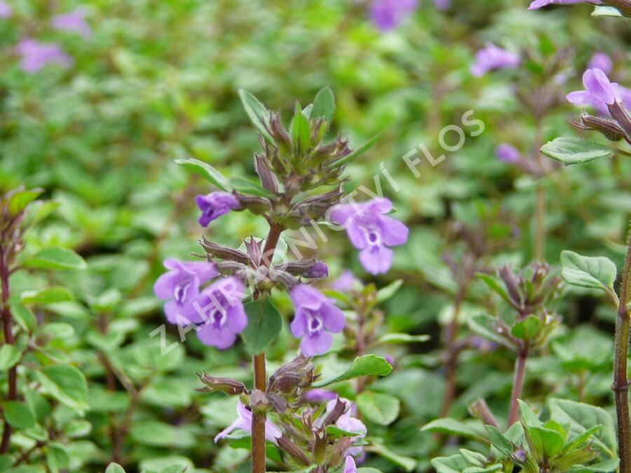 Pamětník alpínský - Acinos alpinus
