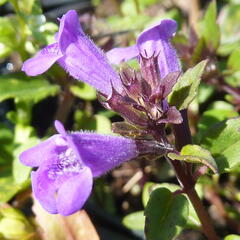 Pamětník alpínský - Acinos alpinus