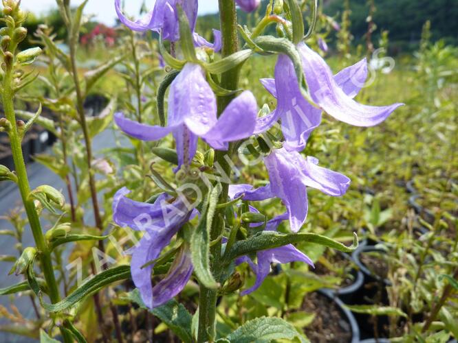 Zvonek bělokvětý 'Neue Hybriden' - Campanula lactiflora 'Neue Hybriden'