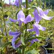 Zvonek bělokvětý 'Neue Hybriden' - Campanula lactiflora 'Neue Hybriden'