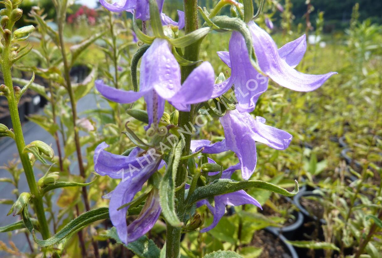 Zvonek bělokvětý 'Neue Hybriden' - Campanula lactiflora 'Neue Hybriden'