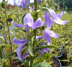 Zvonek bělokvětý 'Neue Hybriden' - Campanula lactiflora 'Neue Hybriden'