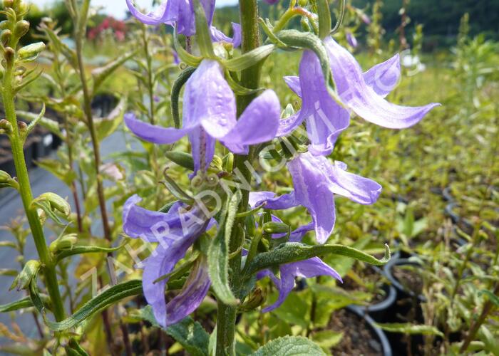 Zvonek bělokvětý 'Neue Hybriden' - Campanula lactiflora 'Neue Hybriden'