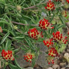 Úročník 'Coccinea' - Anthyllis vulneraria var. 'Coccinea'