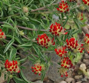 Úročník 'Coccinea' - Anthyllis vulneraria var. 'Coccinea'