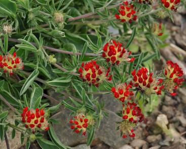 Úročník 'Coccinea'