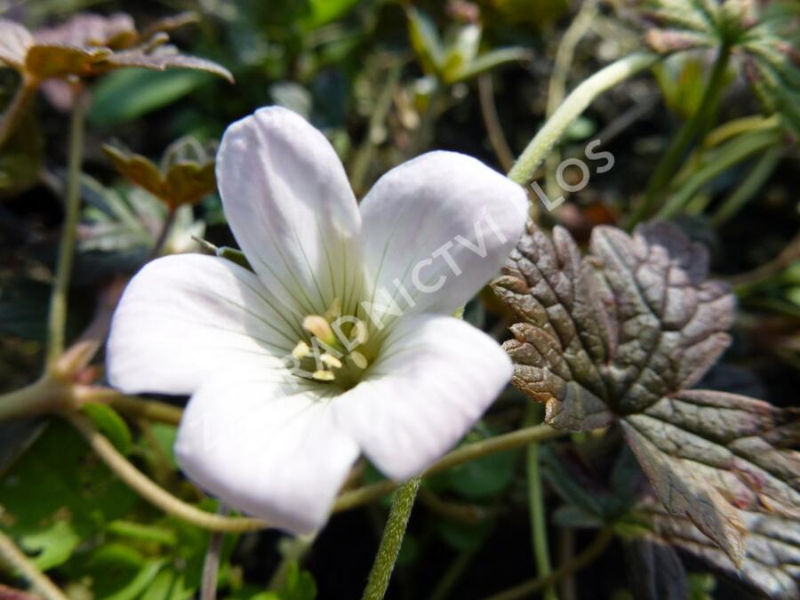 Kakost sivý 'Rothberry Red' - Geranium cinereum 'Rothberry Red'