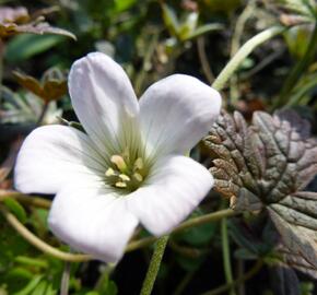 Kakost sivý 'Rothberry Red'