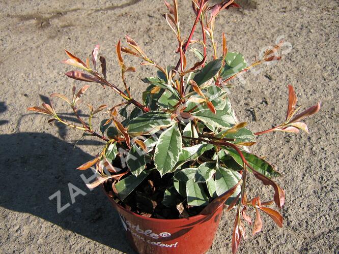 Blýskavka Fraserova 'Pink Marble' - Photinia 'Pink Marble'