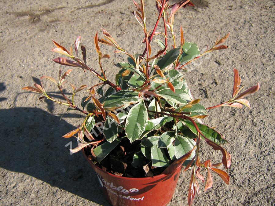 Blýskavka Fraserova 'Pink Marble' - Photinia 'Pink Marble'