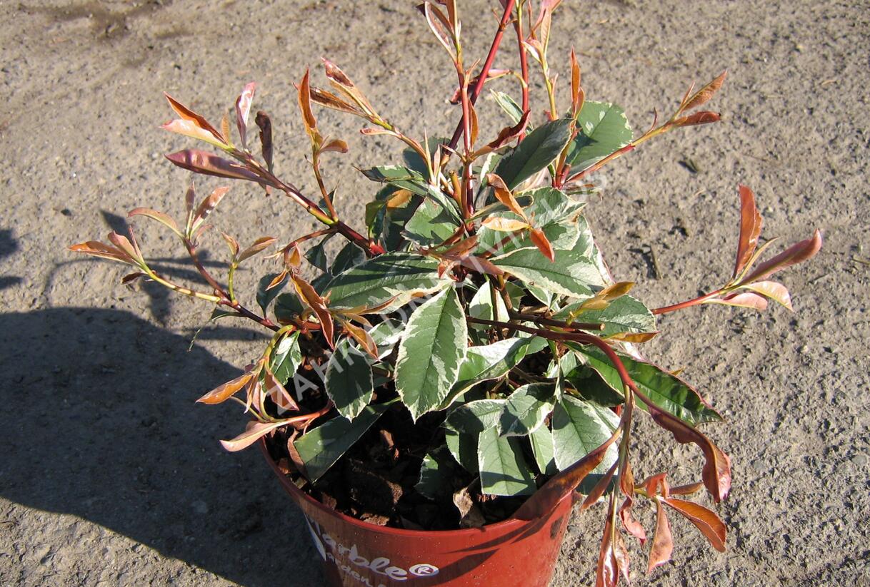 Blýskavka Fraserova 'Pink Marble' - Photinia 'Pink Marble'