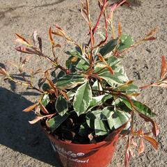 Blýskavka Fraserova 'Pink Marble' - Photinia 'Pink Marble'