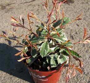 Blýskavka Fraserova 'Pink Marble' - Photinia 'Pink Marble'