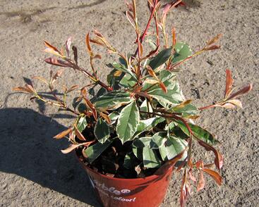 Blýskavka Fraserova 'Pink Marble'