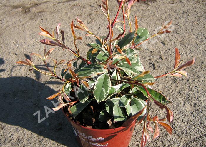 Blýskavka Fraserova 'Pink Marble' - Photinia 'Pink Marble'