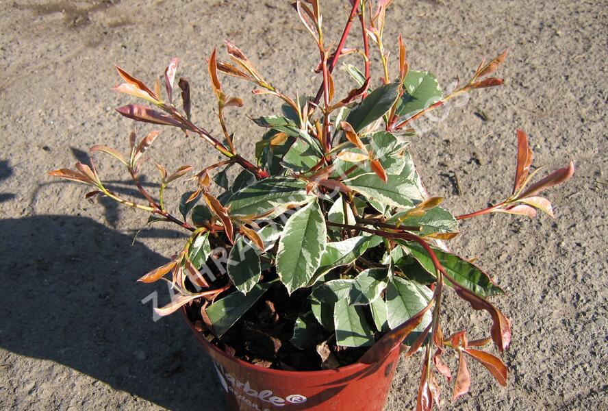 Blýskavka Fraserova 'Pink Marble' - Photinia 'Pink Marble'