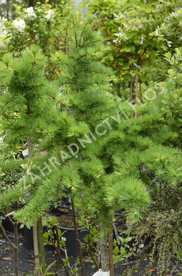 Modřín opadavý 'Little Bogle' - Larix decidua 'Little Bogle'