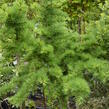 Modřín opadavý 'Little Bogle' - Larix decidua 'Little Bogle'