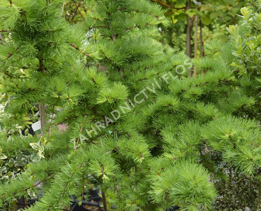 Modřín opadavý 'Little Bogle' - Larix decidua 'Little Bogle'