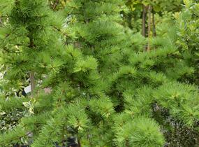 Modřín opadavý 'Little Bogle' - Larix decidua 'Little Bogle'