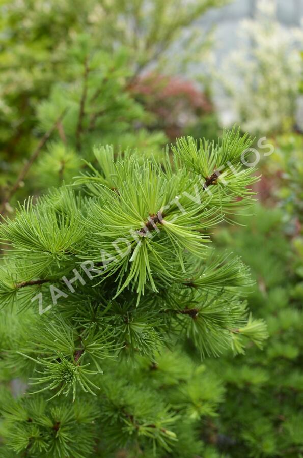 Modřín opadavý 'Little Bogle' - Larix decidua 'Little Bogle'