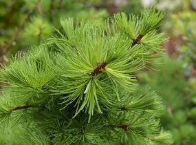 Modřín opadavý 'Little Bogle' - Larix decidua 'Little Bogle'