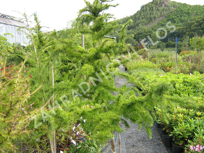 Modřín opadavý 'Little Bogle' - Larix decidua 'Little Bogle'