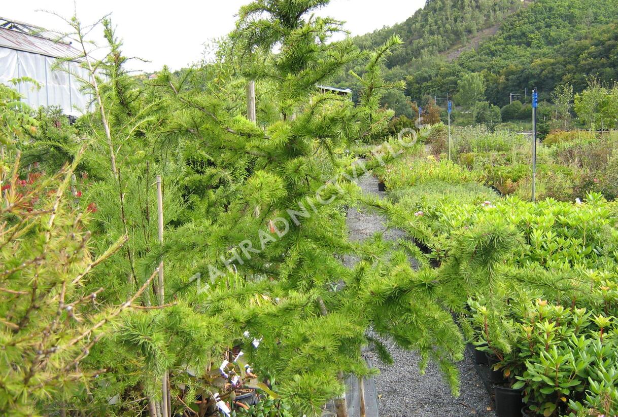Modřín opadavý 'Little Bogle' - Larix decidua 'Little Bogle'