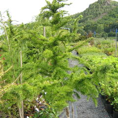 Modřín opadavý 'Little Bogle' - Larix decidua 'Little Bogle'