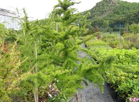 Modřín opadavý 'Little Bogle' - Larix decidua 'Little Bogle'
