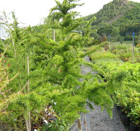 Modřín opadavý 'Little Bogle' - Larix decidua 'Little Bogle'