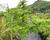 Modřín opadavý 'Little Bogle'