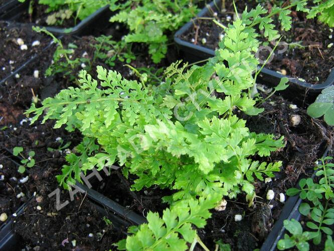 Kapradina štětinonosná 'Proliferum' - Polystichum setiferum 'Proliferum'