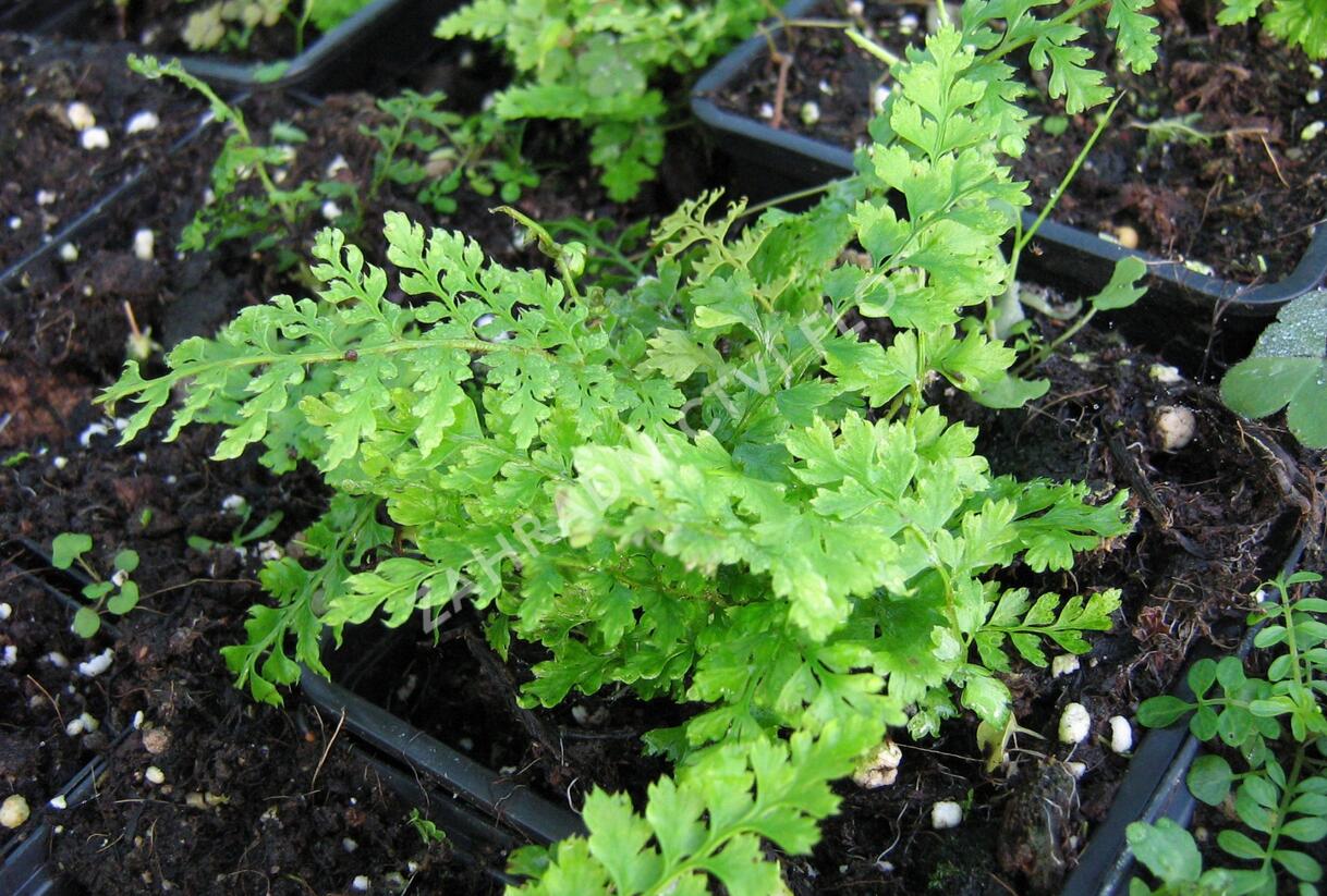 Kapradina štětinonosná 'Proliferum' - Polystichum setiferum 'Proliferum'