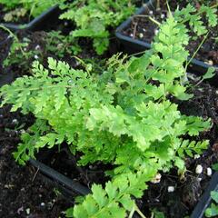 Kapradina štětinonosná 'Proliferum' - Polystichum setiferum 'Proliferum'