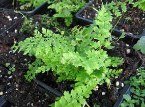 Kapradina štětinonosná 'Proliferum' - Polystichum setiferum 'Proliferum'