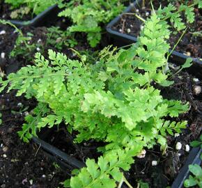 Kapradina štětinonosná 'Proliferum' - Polystichum setiferum 'Proliferum'