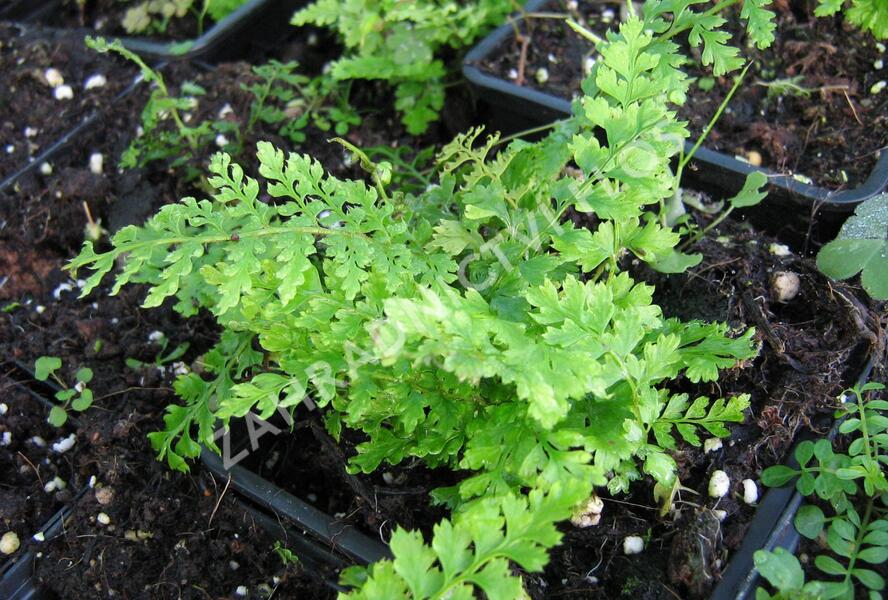 Kapradina štětinonosná 'Proliferum' - Polystichum setiferum 'Proliferum'