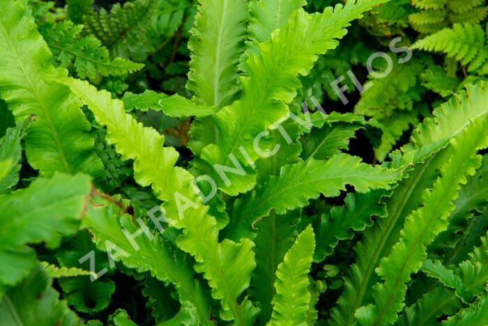 Jelení jazyk 'Angustifolia' - Phyllitis scolopendrium 'Angustifolia'