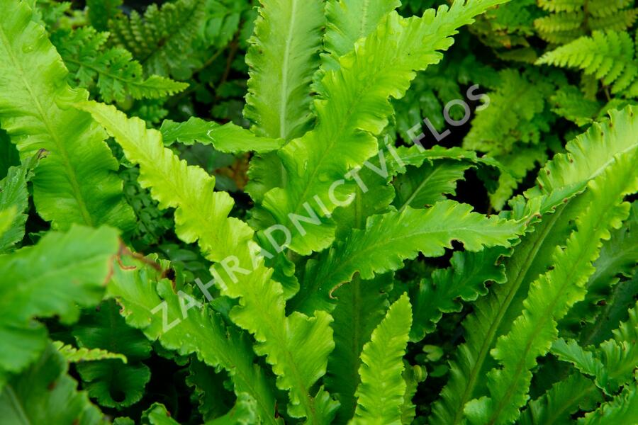 Jelení jazyk 'Angustifolia' - Phyllitis scolopendrium 'Angustifolia'