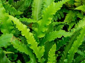 Jelení jazyk 'Angustifolia' - Phyllitis scolopendrium 'Angustifolia'