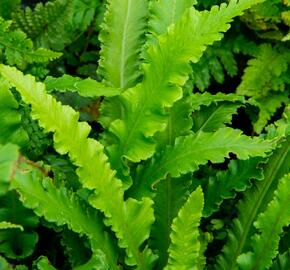 Jelení jazyk 'Angustifolia' - Phyllitis scolopendrium 'Angustifolia'