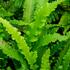 jeleni-jazyk-angustifolia.jpg